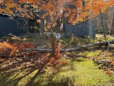 Photo of free fire wood-cherry maple tree (MD) #2