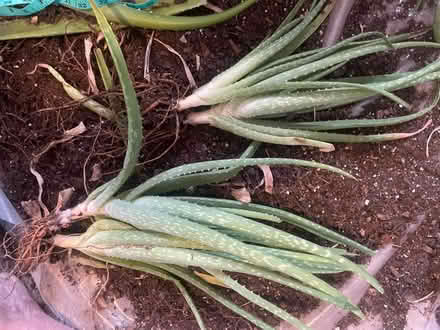 Photo of free Aloe Vera “pups” (large) (Frederick, MD) #3