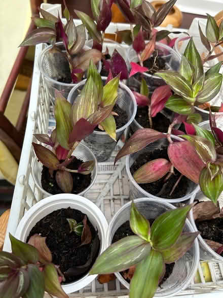 Photo of free Tradescantia plants (Great Bromley CO7) #2