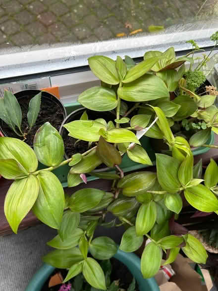 Photo of free Tradescantia plants (Great Bromley CO7) #3