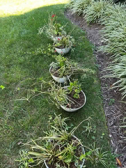 Photo of free 5 Pots of Mixed Plants (Rockville) #3