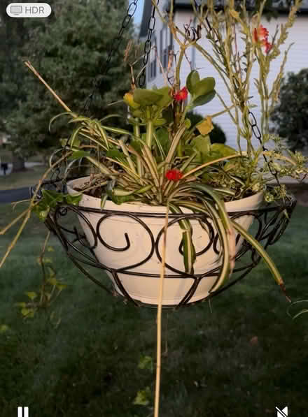Photo of free 5 Pots of Mixed Plants (Rockville) #2