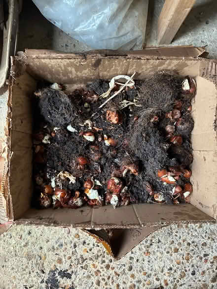 Photo of free Tulip bulbs (Burnham on Crouch CM0) #1