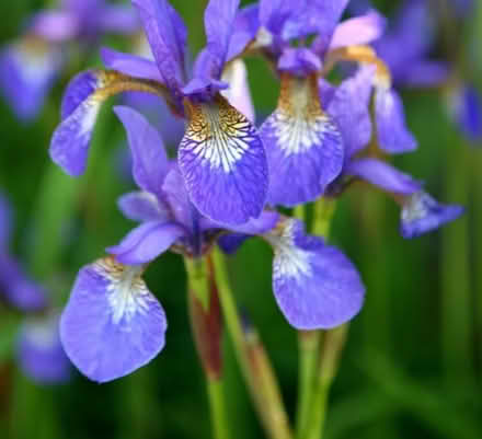 Photo of free Several clumps of Siberian iris (Loose Maidstone) #1