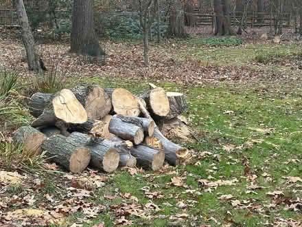 Photo of free fire wood-cherry maple tree (MD) #1