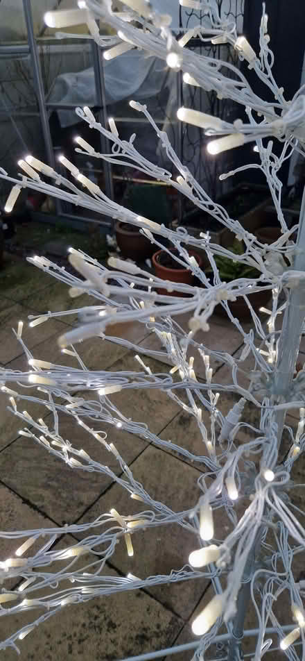 Photo of free Outdoor indoor Christmas tree. (Shelton Lock DE24) #3