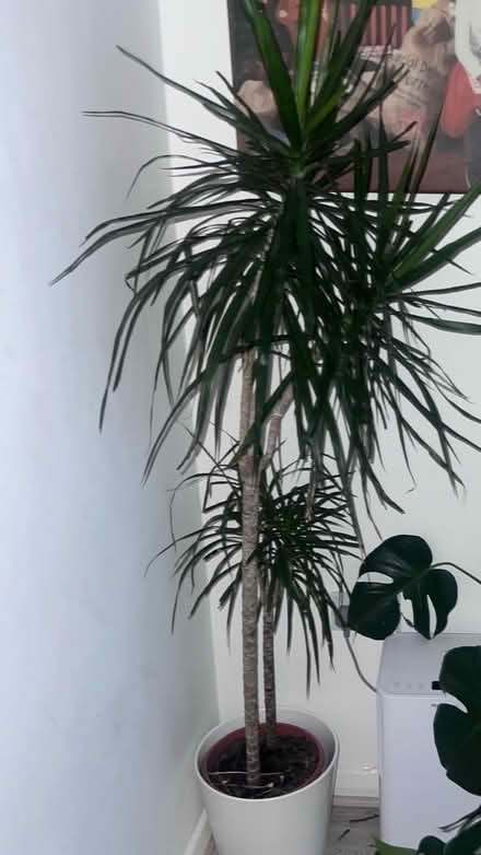 Photo of House plants (SE25) #1