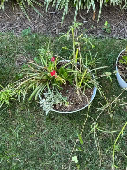Photo of free 5 Pots of Mixed Plants (Rockville) #1