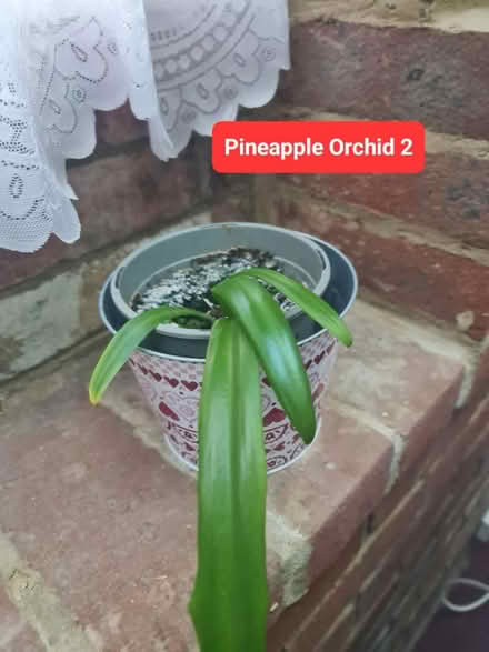Photo of free Various Plants (Bovingdon) #2