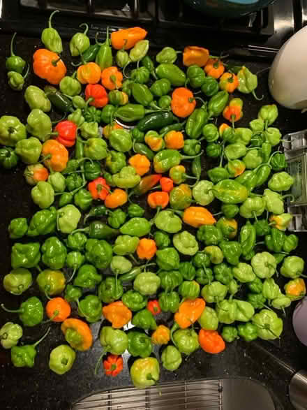 Photo of free Final pepper harvest (Arlington Mill Community Cntr) #1