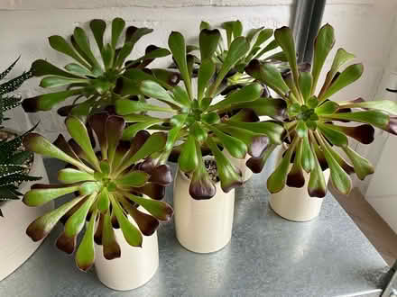 Photo of free 5 Aonium plants (Strawberry Hill TW2) #1