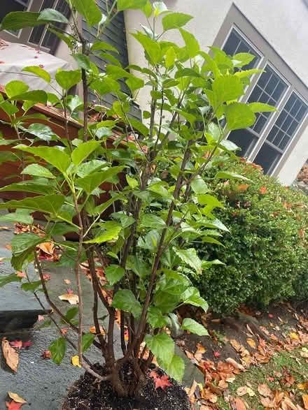 Photo of free Large Hibiscus (Sleepy Hollow, NY) #1