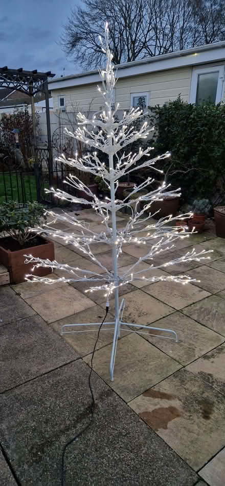 Photo of free Outdoor indoor Christmas tree. (Shelton Lock DE24) #4