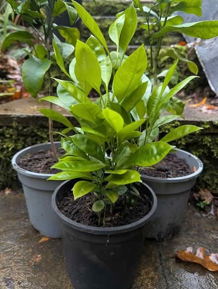 Photo of free Citrus Trees orange and lemon (BD16 cottingley) #4