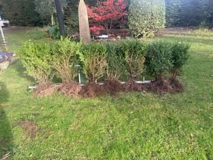 Photo of free Box hedge (Poole BH17) #2