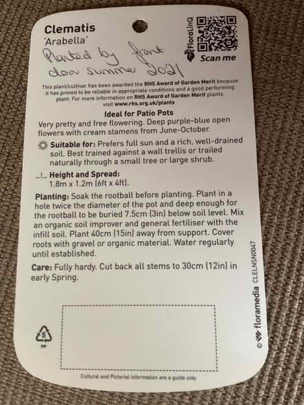 Photo of free Clematis (Long Marton CA16) #2