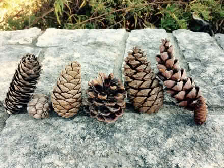 Photo of free pine cones (N.E. A2 (Dixboro) N1) #1