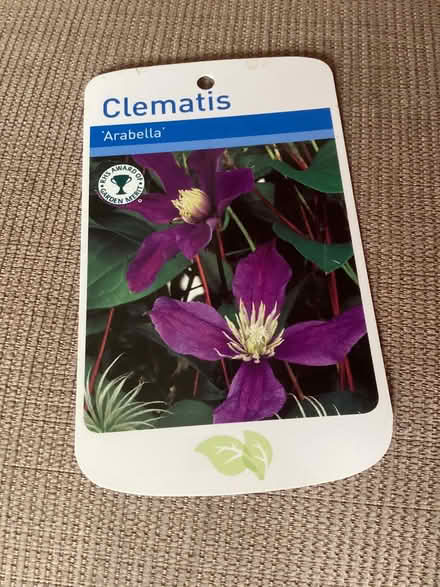 Photo of free Clematis (Long Marton CA16) #1