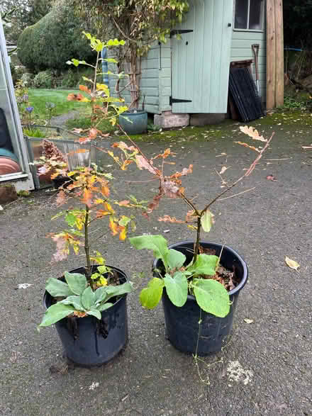 Photo of free Oak saplings (Farden SY8) #1