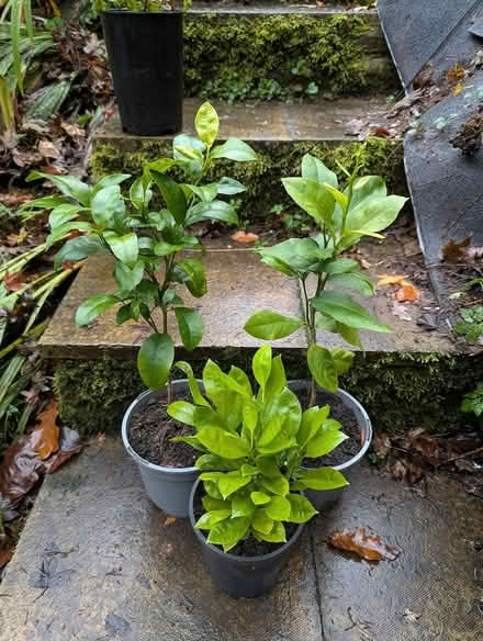 Photo of free Citrus Trees orange and lemon (BD16 cottingley) #1