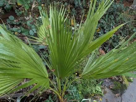 Photo of free Palm Tree potted large (BD16 cottingley) #1