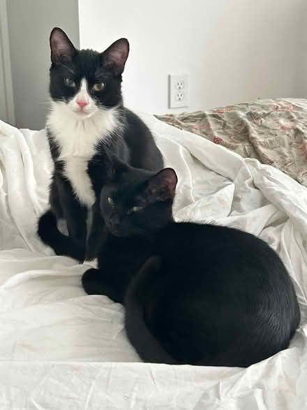 Photo of cat food / cat litter (harlem) #2