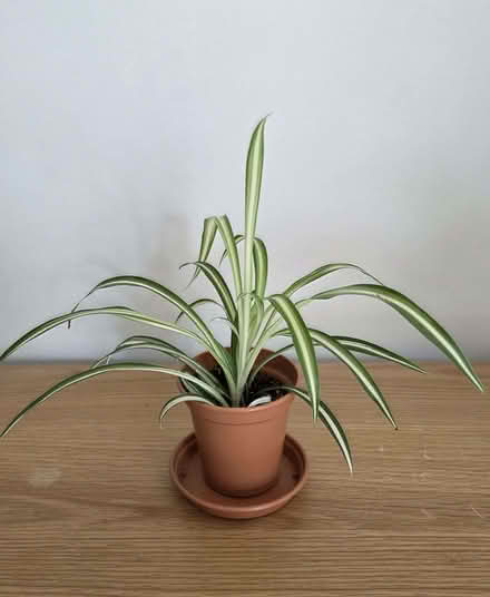 Photo of free Young Spider Plant (Aston Clinton HP22) #1