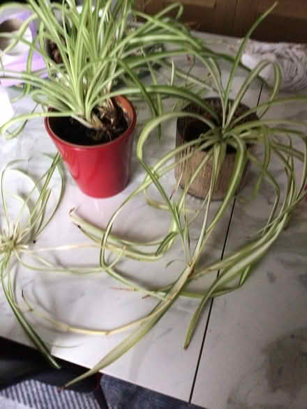 Photo of free Two spider plants (Wellington) #1