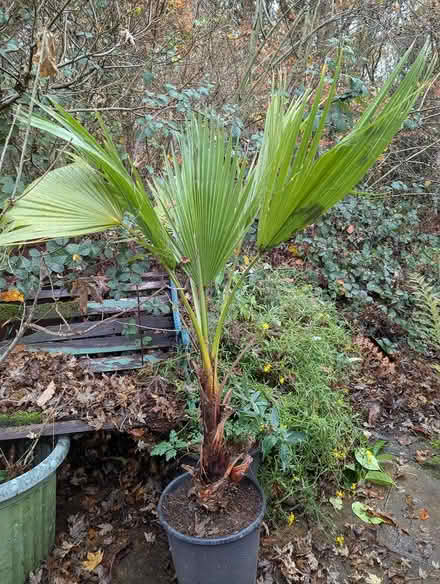 Photo of free Palm Tree potted large (BD16 cottingley) #2