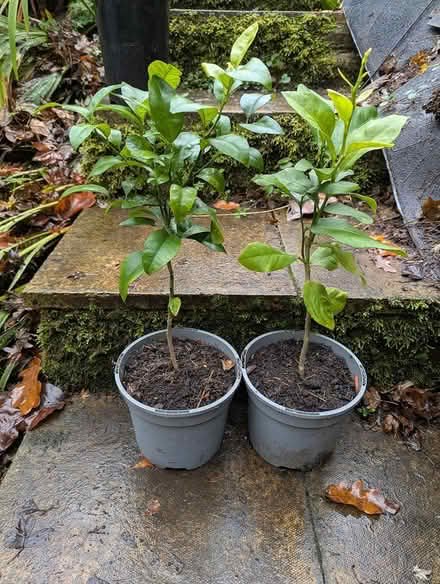 Photo of free Citrus Trees orange and lemon (BD16 cottingley) #3
