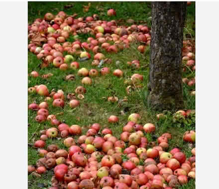 Photo of Apples windfalls (The Scotlands WV11) #1