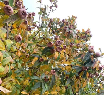 Photo of free Medlars (Shaldon TQ14) #3