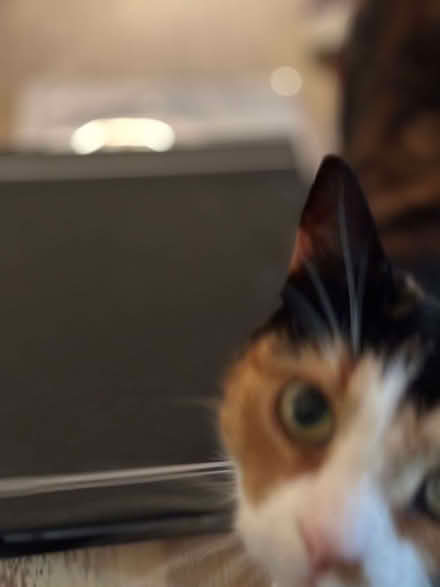 Photo of free A4 Business Card Book - Durable 2388 (Haywards Heath RH16) #3