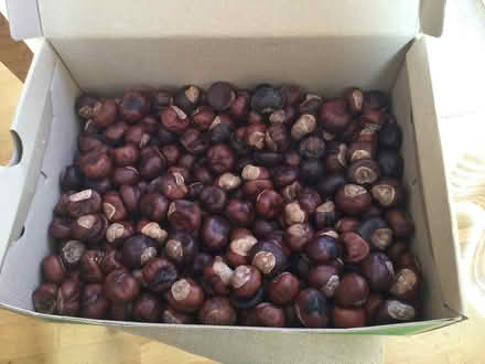 Photo of free Conkers (CT2) #1