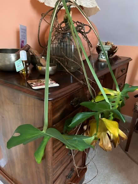 Photo of free Monstera in need of tlc (Gaurlford WR14) #1