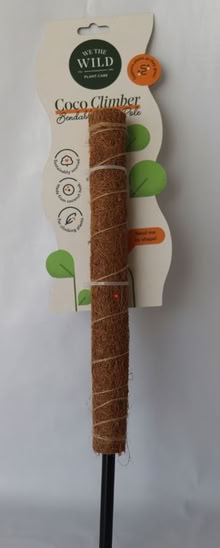 Photo of Coir/moss pole/ bamboo Monstera (Woodingdean) #1