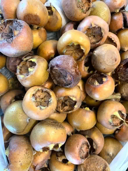 Photo of free Medlars (Shaldon TQ14) #1