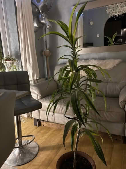 Photo of free Tall plant (Clevedon BS21) #1