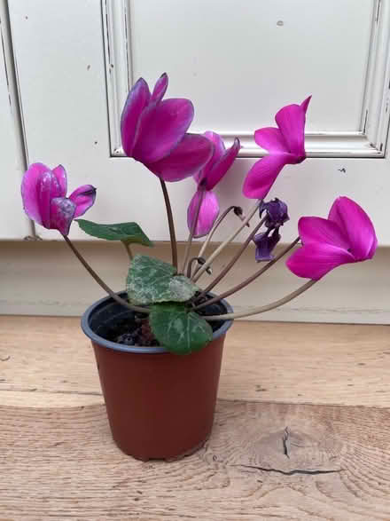 Photo of free Cyclamen plant (pink) (Harrogate HG2) #1