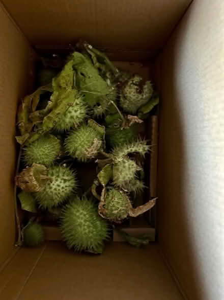 Photo of free Flower Seeds (SE Downers Grove) #3