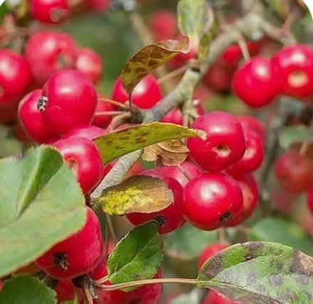 Photo of Small seedling from crabapple tree (KT3 New malden) #1