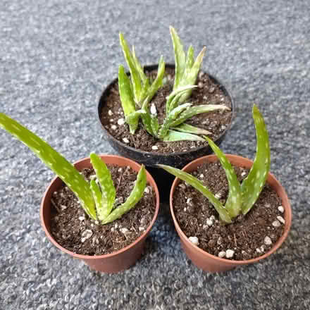 Photo of free Aloe Vera Plants (New Town CO1) #1