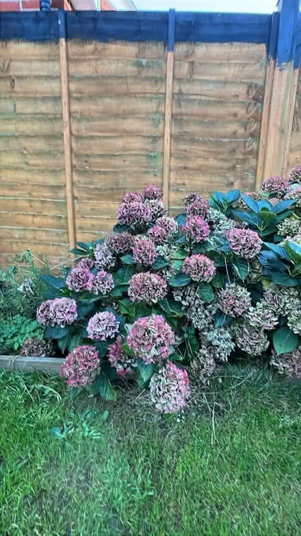 Photo of free Two hydrangea bushes (Leiston IP16) #1