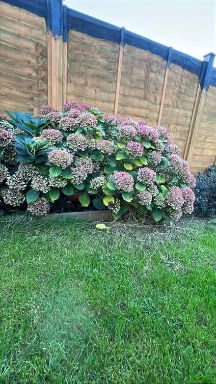 Photo of free Two hydrangea bushes (Leiston IP16) #2