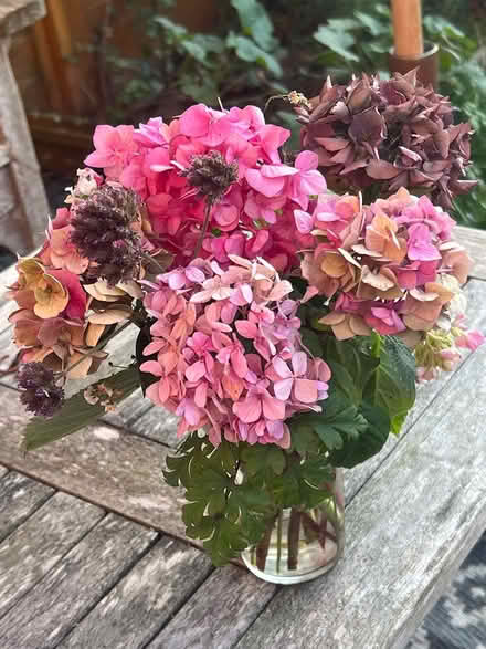 Photo of free Two hydrangea bushes (Leiston IP16) #4