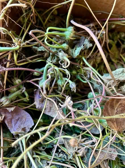 Photo of free Flower Seeds (SE Downers Grove) #1