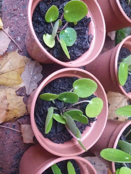 Photo of free 8 small pancake plant pots (Greenford UB5) #2