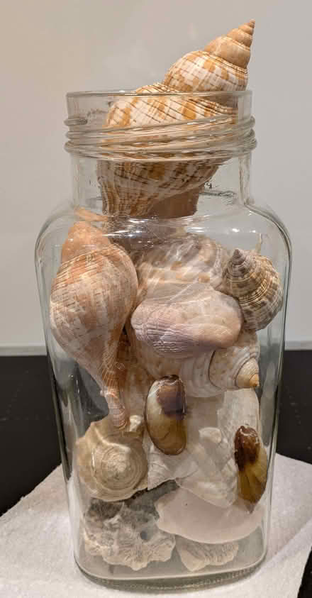Photo of free Jar of seashells (Finstall B60) #1