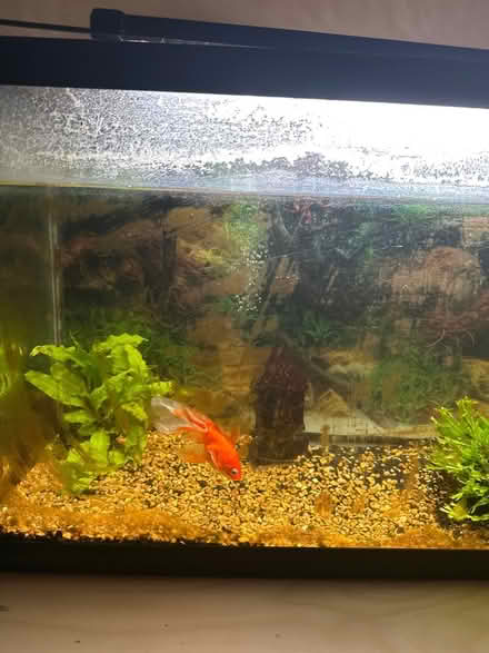 Photo of free Fish tank with gold fish (Korea town) #1