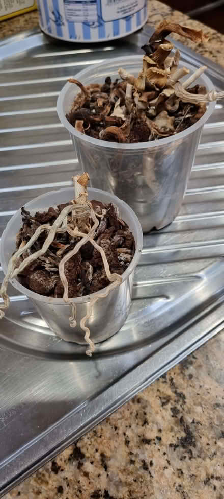 Photo of free Orchids (South Tonbridge TN9) #1